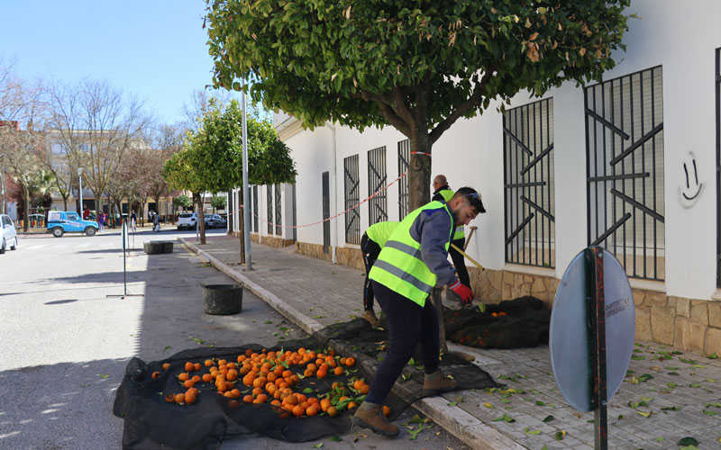 Continúa el trabajo progresivo de la recogida de naranjas