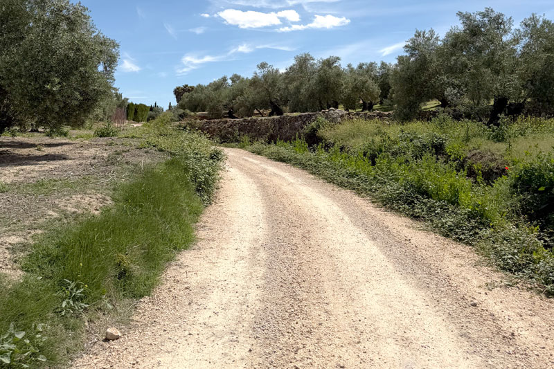 Más de 160 actuaciones en el campo ubetense tras el temporal